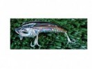 SEÑUELO STRIKE PRO EG-112B HUNCHBACK 8CM 18GR - 118901/2/3/4 - STRIKE PRO