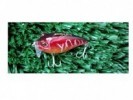 SEÑUELO STRIKE PRO EG-041L 5CM - 104783 - STRIKE PRO